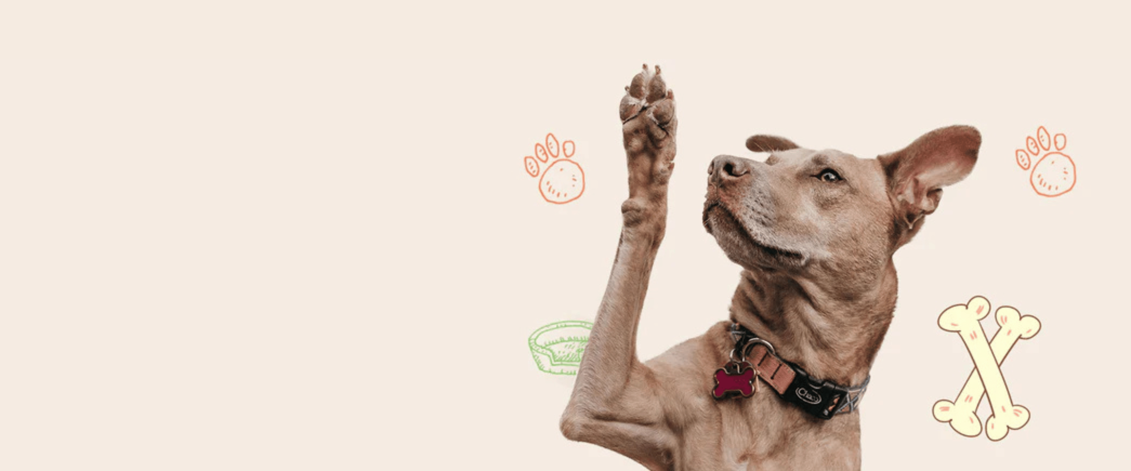 accessories for happy pets.